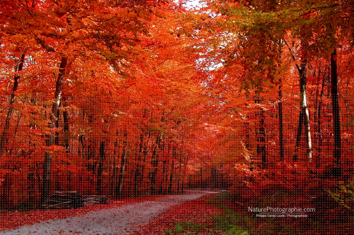 Chemin d’automne