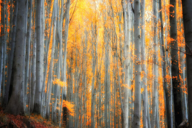 Eternel Automne