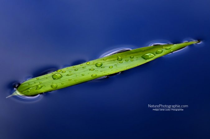 Flottaison