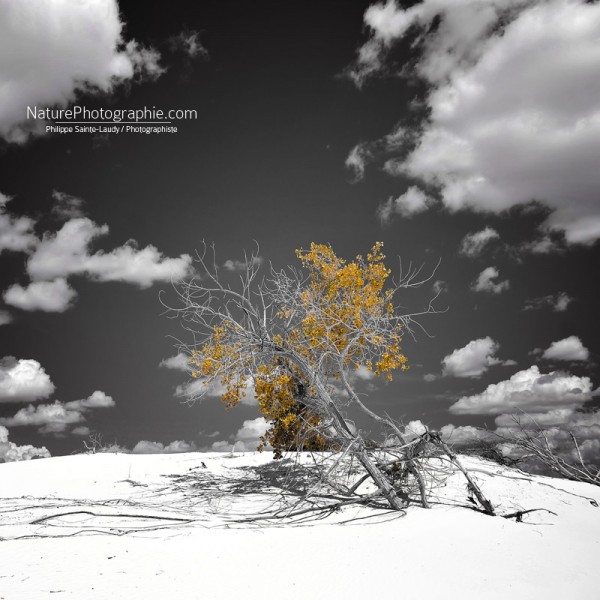 L’Arbre qui ne voulait pas Mourir