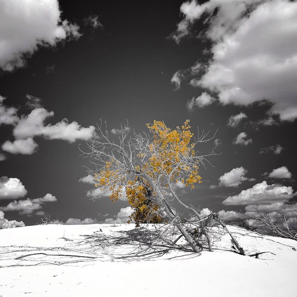 L’Arbre-qui-ne-voulait-pas-Mourir