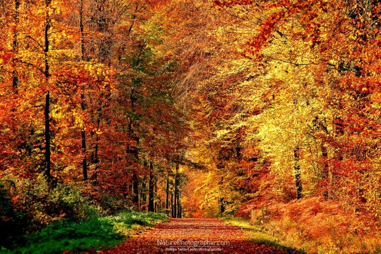 L’Automne