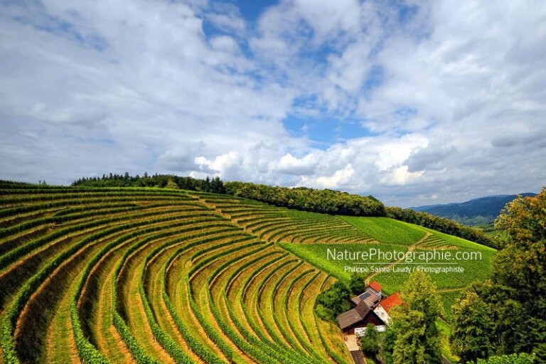 La-Vie-dans-Les-vignes
