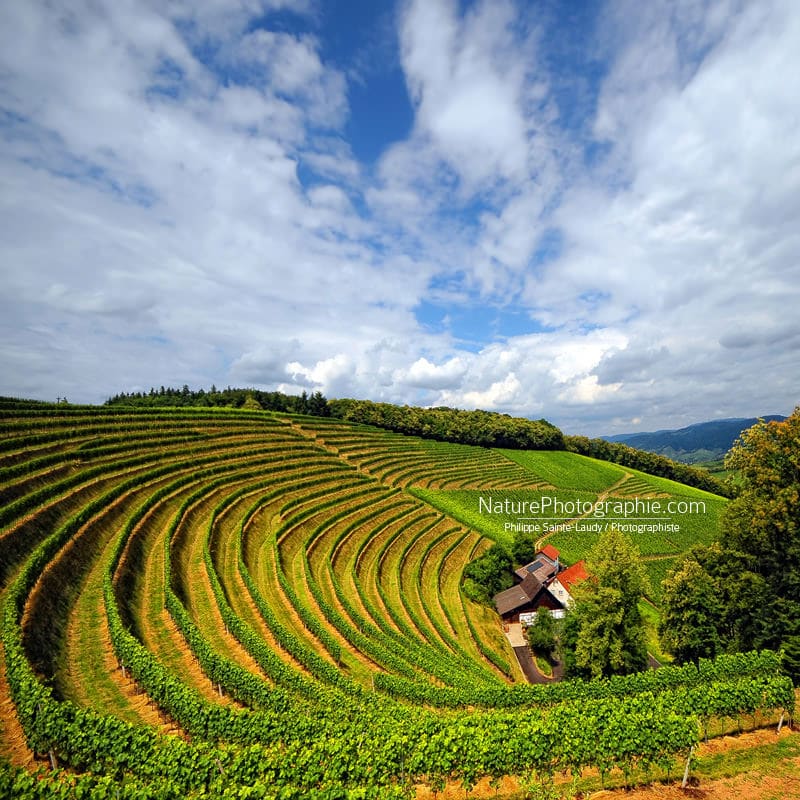 La-Vie-dans-Les-vignes