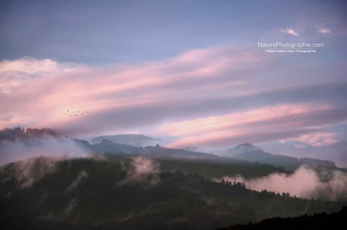 Les-Oiseaux-du-Matin