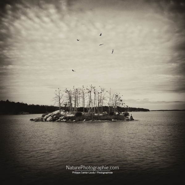 L’île aux Oiseaux