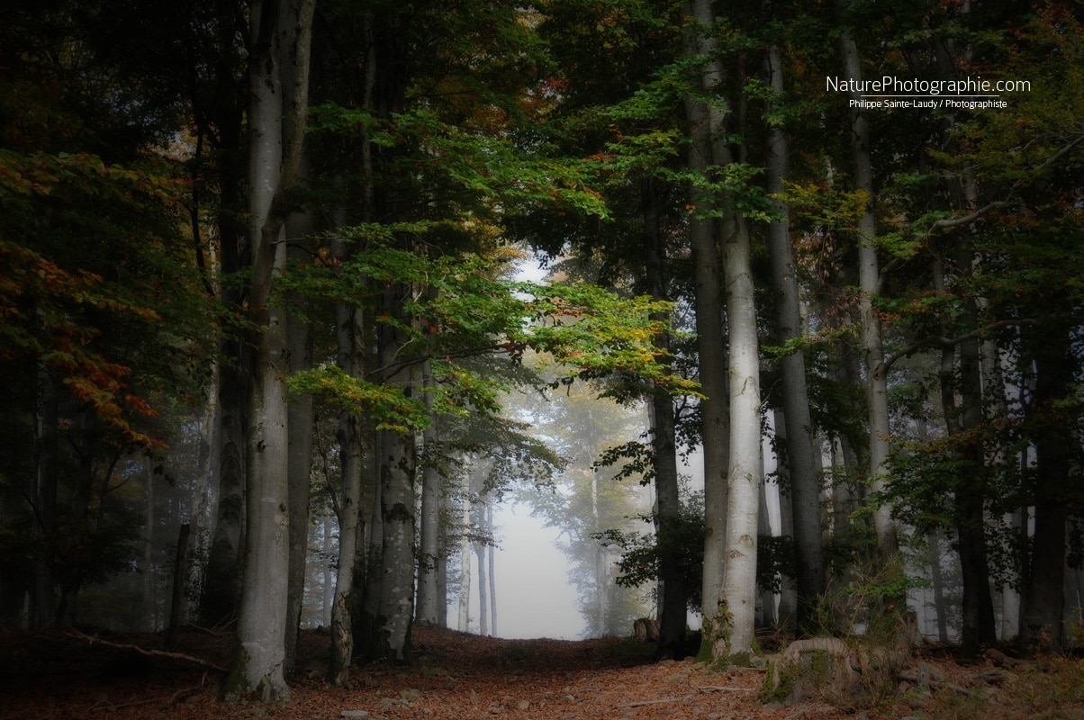 Porte sur Brume