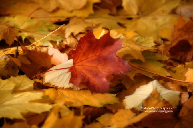 Puzzle d’Automne