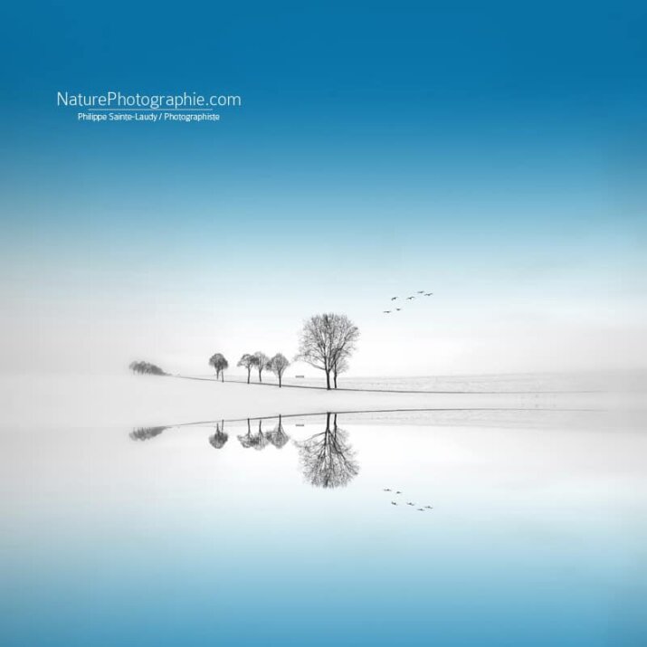 Reflet d'arbres sur un fond bleu