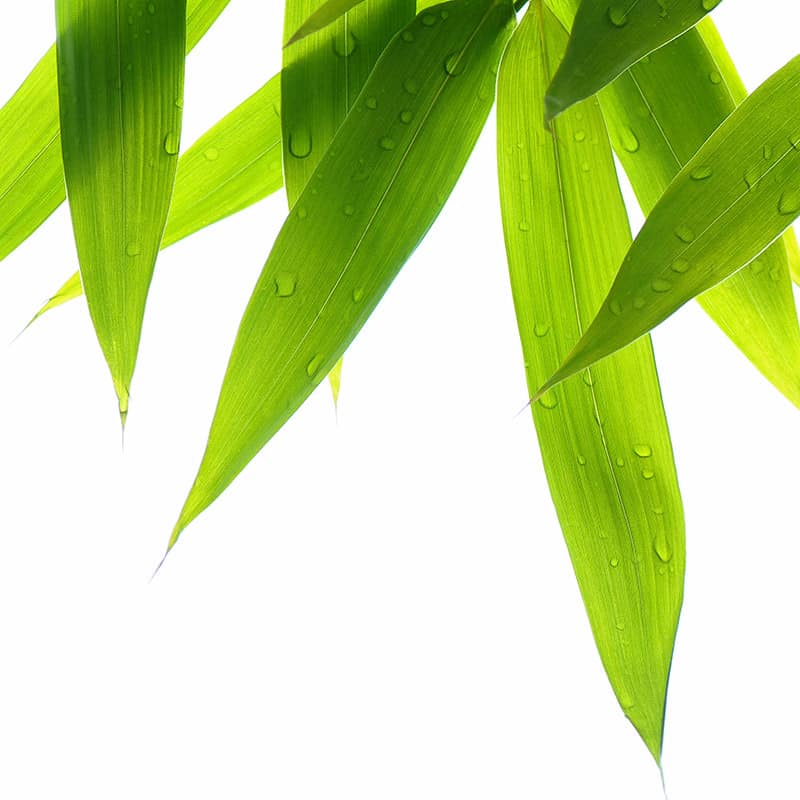 Transparence-Verte