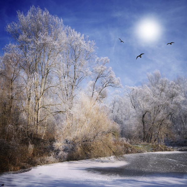 Trois-Oiseaux-autour-du-Soleil