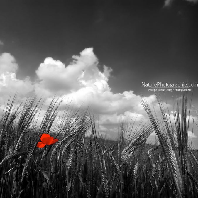 Coquelicot rouge