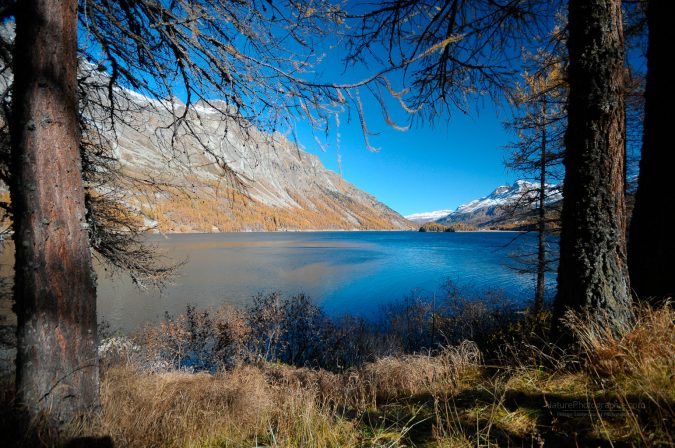 Juste Bleu