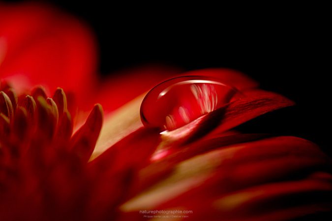 Goutte-Rouge