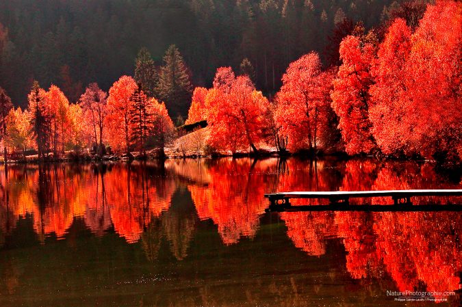 Arbres contre Arbres