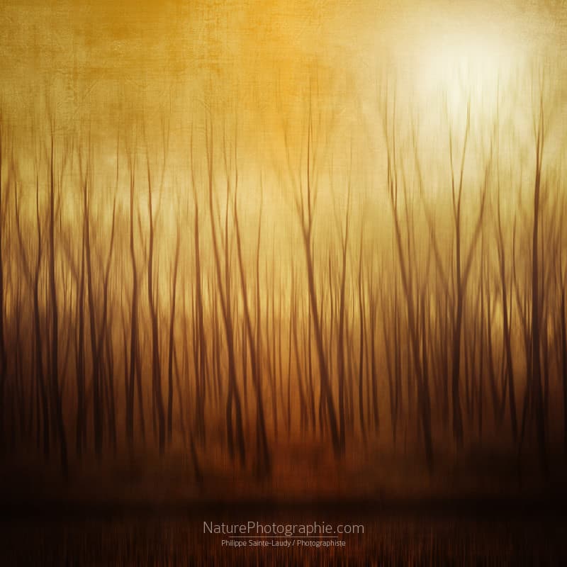 Forêt fantôme