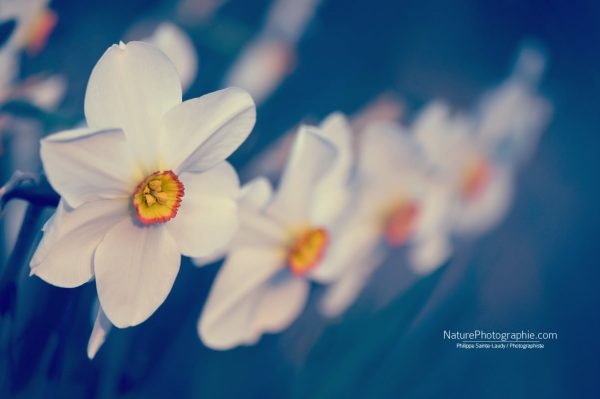 Senteur Printanière