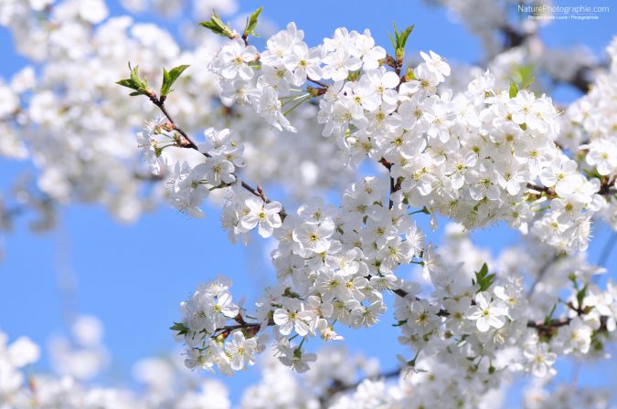 Printemps Blanc