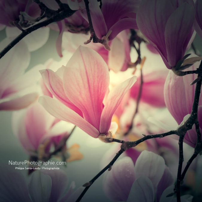 Magnolia Forever