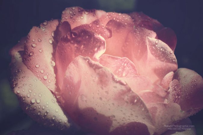 Rose Bonbon