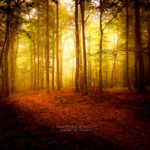 La lumière traverse le brouillard en automne dans une forêt