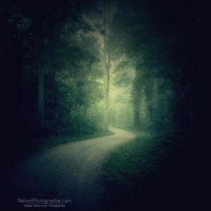 Brouillard en forêt