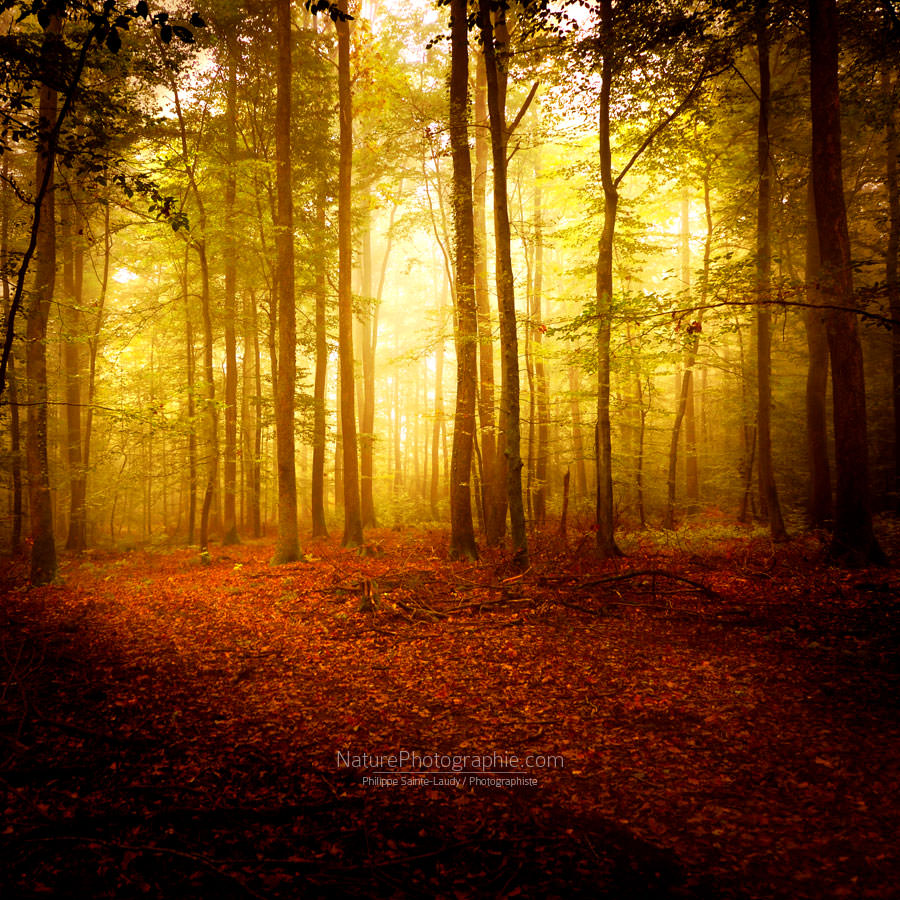 Odeur d’Automne