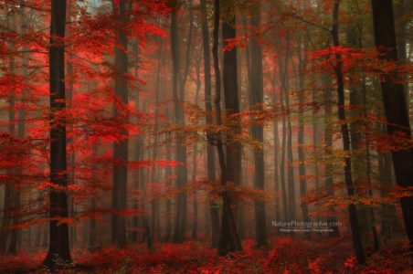 Rouge Enchanteur