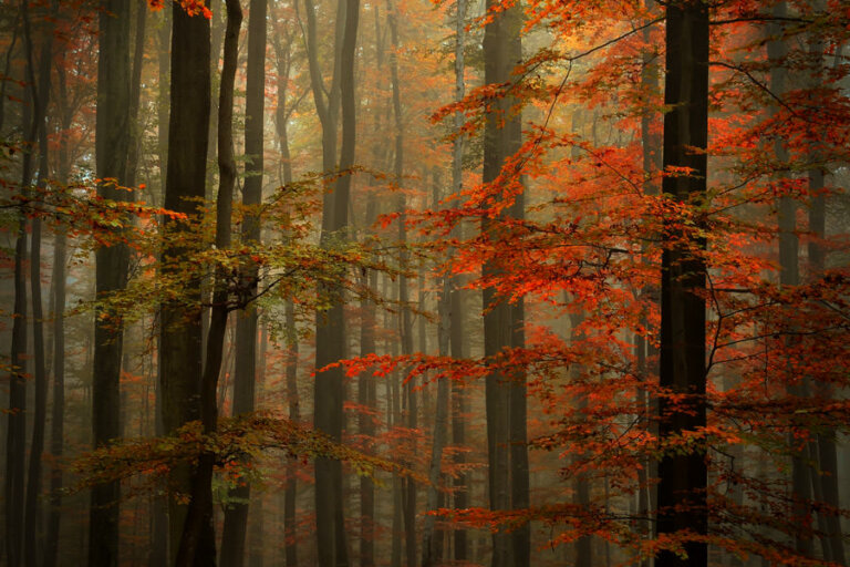 Fall