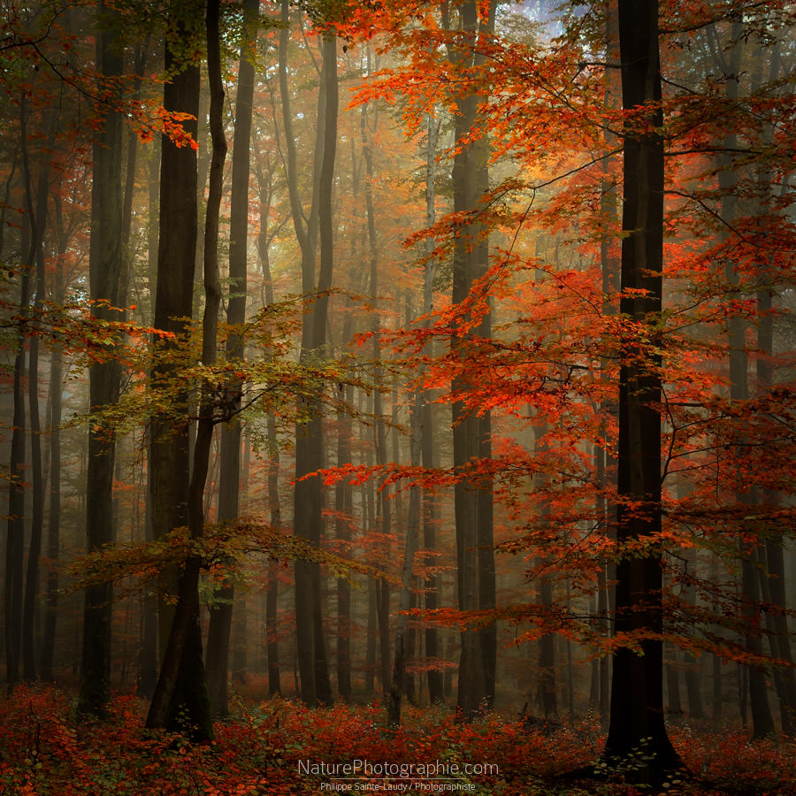 Fall