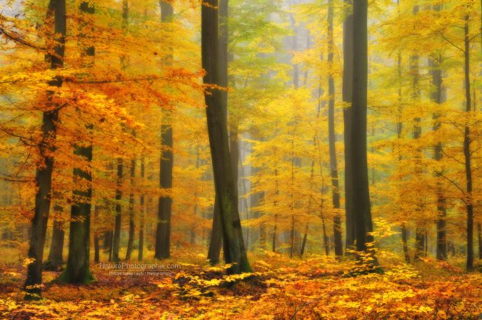 Orton Forêt