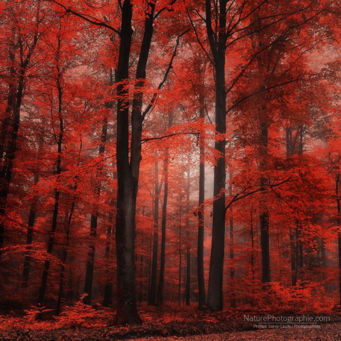 Robe Rouge