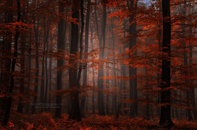 Spiritual-Wood