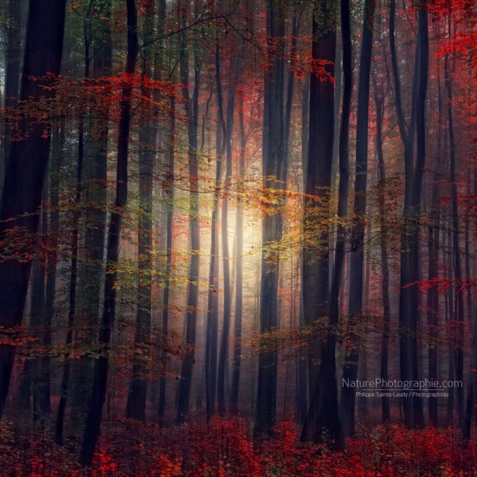 Last-glance-of-fall