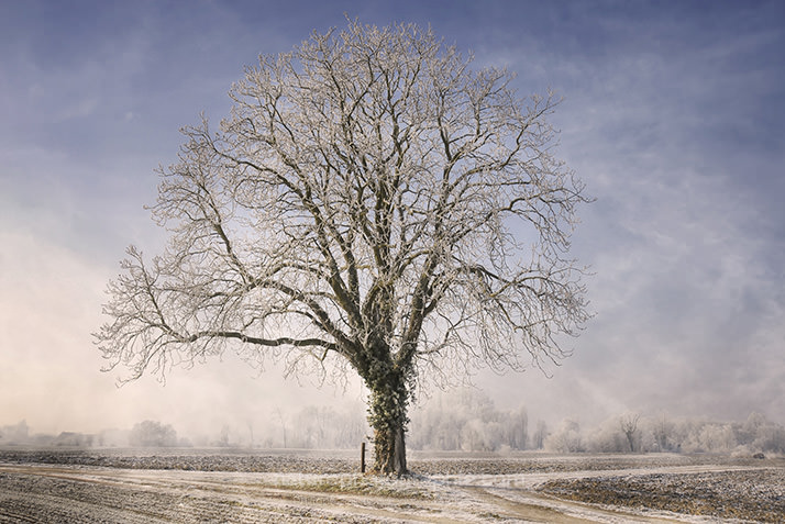Arbre-féerique