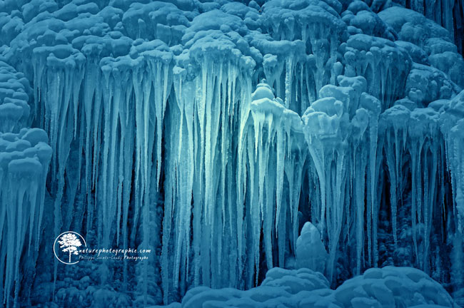 Méduse de Glace