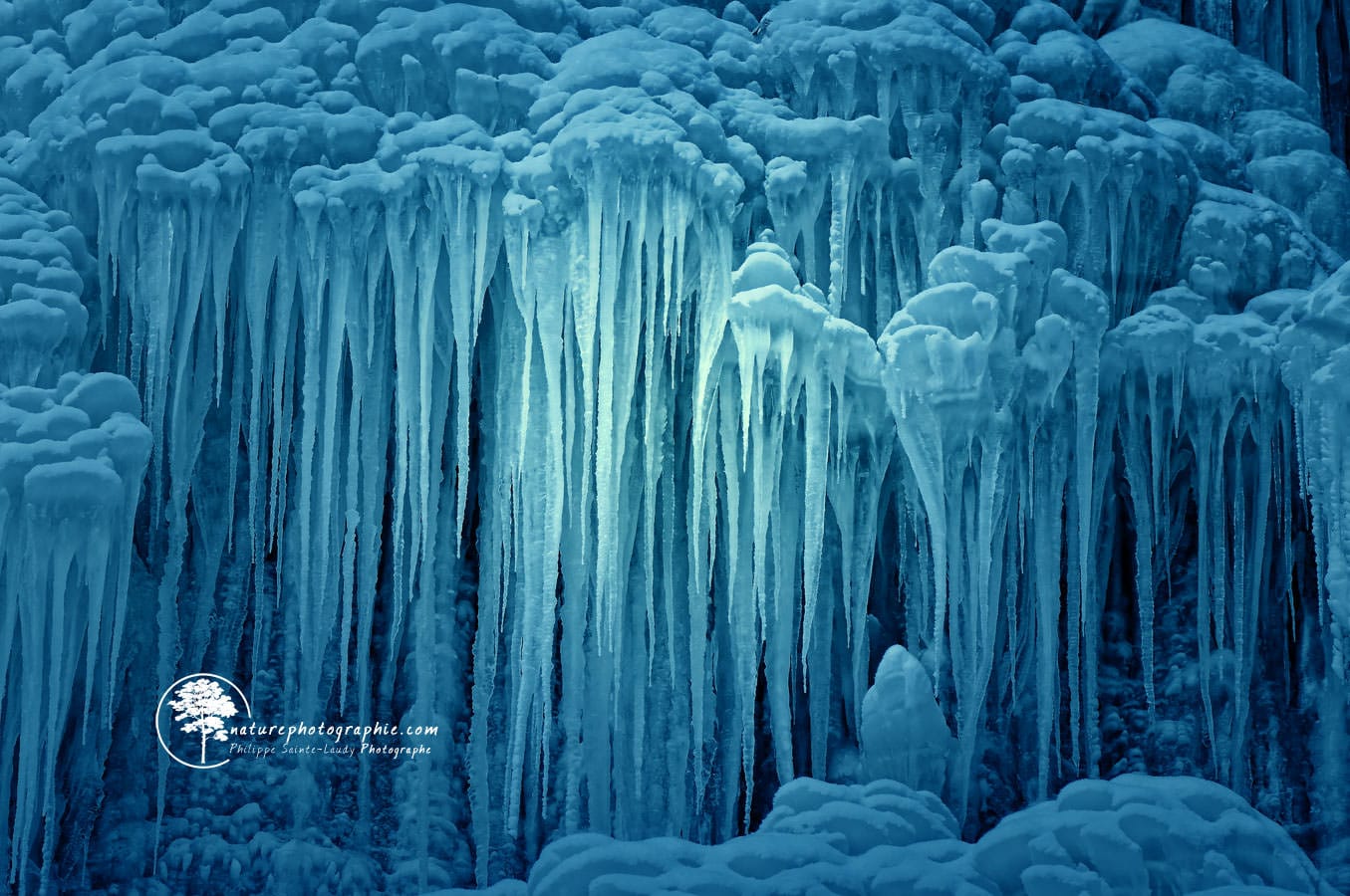 Méduses de glace