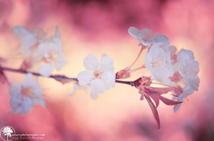 Cerisiers en fleurs