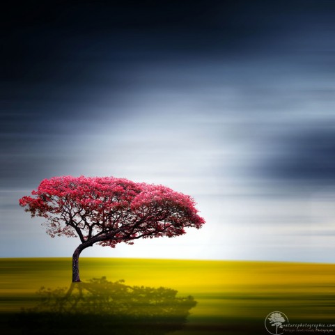 Un arbre minimaliste