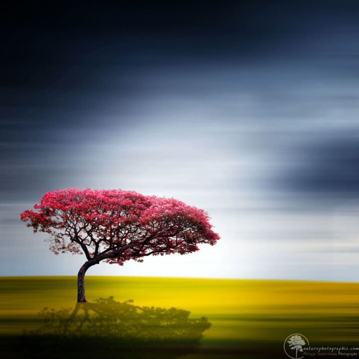 Un arbre minimaliste