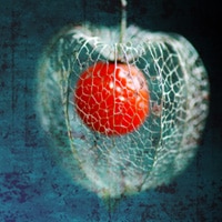 Physalis