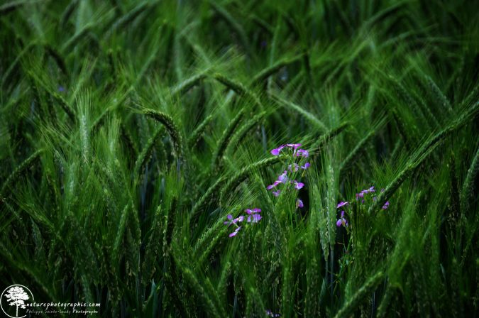 Green-Dancers