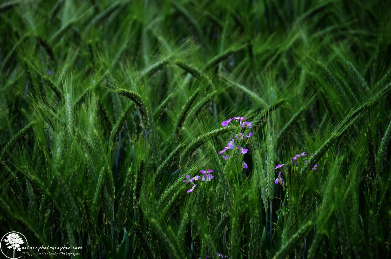 Green-Dancers