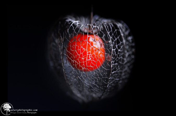 Physalis