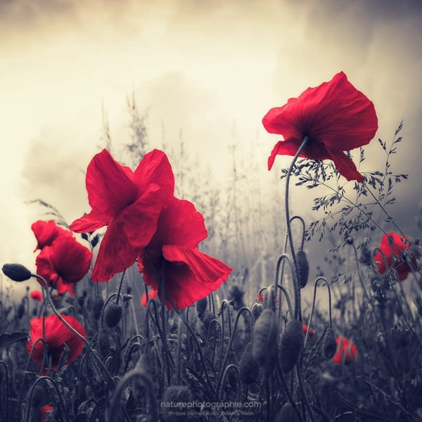 Red-for-Love-detexturé