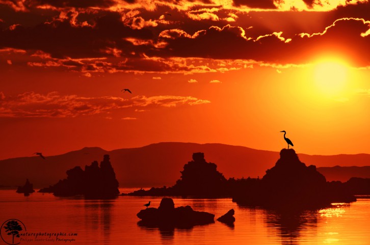 Oiseaux sur Mono Lake