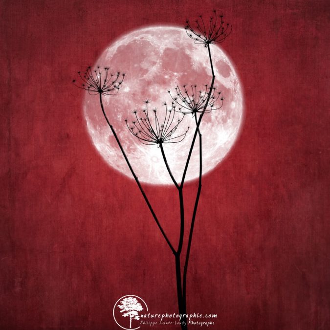 Give-me-the-moon