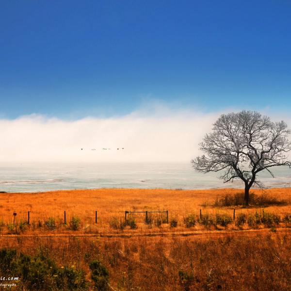 United Flag United Flag