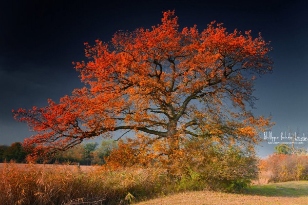 Arbre-de-la-Mélancolie