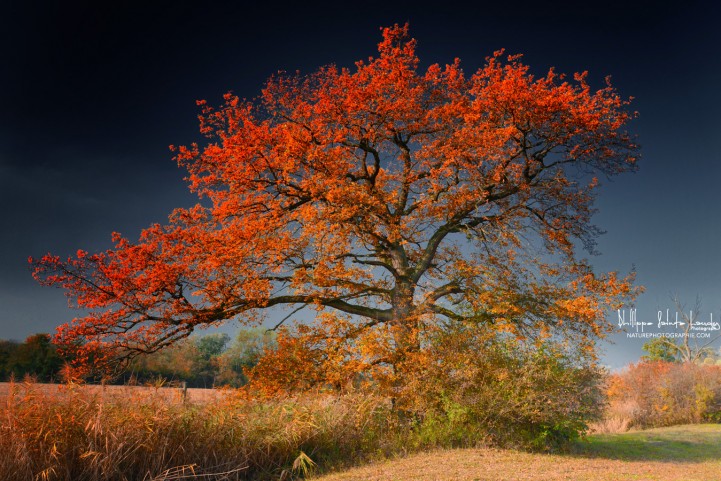 Arbre de la mélancolie